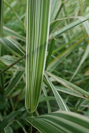 Phalaris arundinacea var. picta \ Buntes Glanzgras / Variegated Ribbon Grass, Gardener's Garters, D Schwarzwald/Black-Forest, Forbach-Herrenwies 13.7.2021