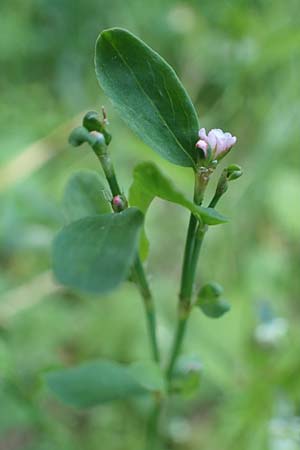 Polygonum aviculare \ Echter Vogel-Knterich / Common Knotgrass, English Knotgrass, D Odenwald, Lampenhain 17.6.2022