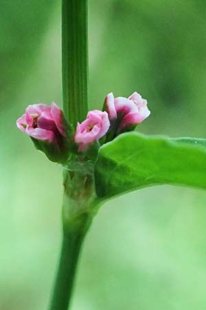 Polygonum aviculare \ Echter Vogel-Knterich / Common Knotgrass, English Knotgrass, D Odenwald, Lampenhain 17.6.2022