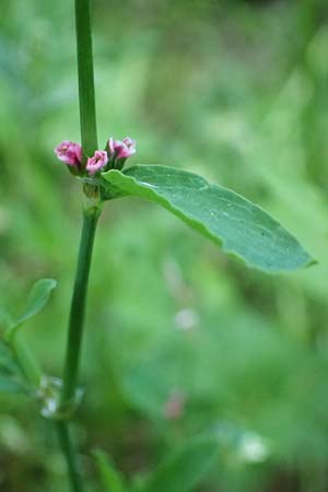 Polygonum aviculare \ Echter Vogel-Knterich / Common Knotgrass, English Knotgrass, D Odenwald, Lampenhain 17.6.2022