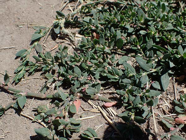 Polygonum aviculare \ Echter Vogel-Knterich / Common Knotgrass, English Knotgrass, D Odenwald, Erbach 17.7.2022