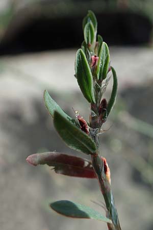 Polygonum aviculare \ Echter Vogel-Knterich / Common Knotgrass, English Knotgrass, D Mannheim 24.8.2022