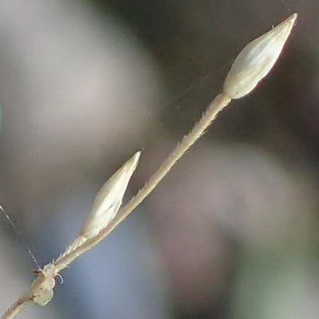 Panicum capillare \ Haarstige Rispen-Hirse / Witchgrass, D Bad Bellingen 3.9.2022
