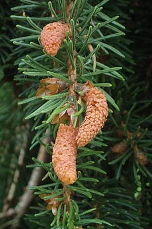 Picea abies \ Fichte, Rottanne / Norway Spruce, D Rhön, Heidelstein 20.6.2023