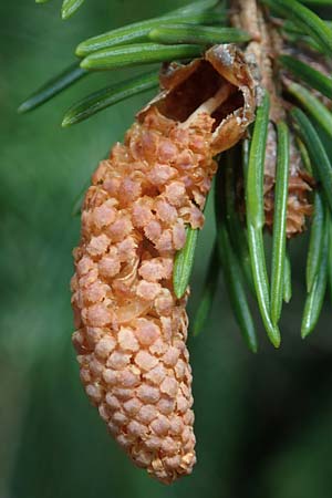 Picea abies \ Fichte, Rottanne / Norway Spruce, D Rhön, Heidelstein 20.6.2023