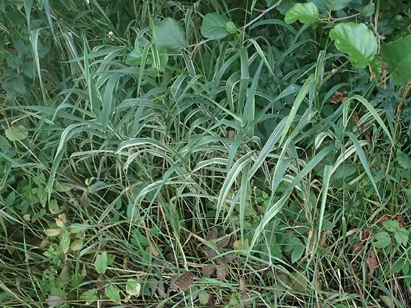 Phalaris arundinacea var. picta \ Buntes Glanzgras / Variegated Ribbon Grass, Gardener's Garters, D Mudau 15.8.2023