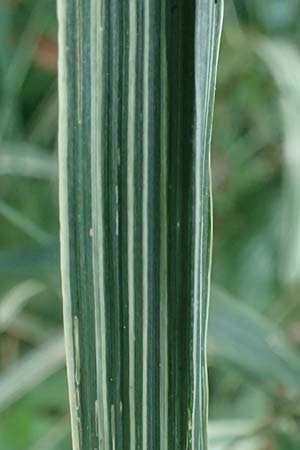 Phalaris arundinacea var. picta \ Buntes Glanzgras / Variegated Ribbon Grass, Gardener's Garters, D Mudau 15.8.2023