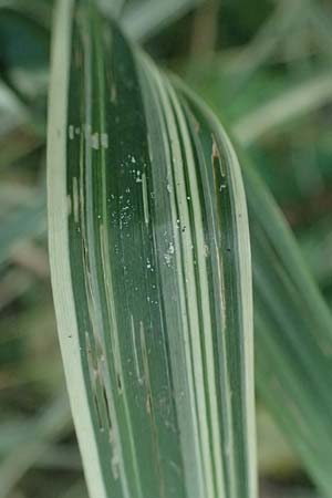 Phalaris arundinacea var. picta \ Buntes Glanzgras / Variegated Ribbon Grass, Gardener's Garters, D Mudau 15.8.2023