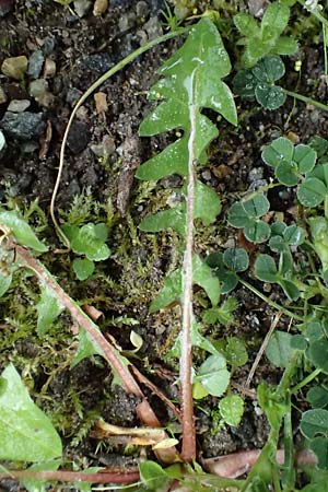Taraxacum sect. Ruderalia \ Gewhnlicher Lwenzahn, Kuhblume / Dandelion, D Viernheim 3.4.2024