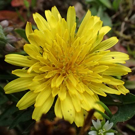 Taraxacum parnassicum \ Schlesischer Lwenzahn, D Hockenheim 8.4.2024