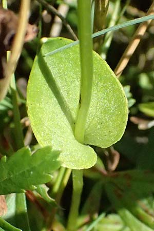 Parnassia palustris \ Sumpf-Herzblatt, Studentenrschen / Grass of Parnassus, D Ohlstadt 14.8.2024