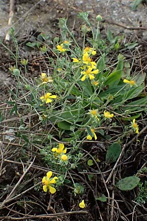 Potentilla argentea agg. \ Silber-Fingerkraut / Hoary Cinquefoil, D Mannheim 3.11.2025
