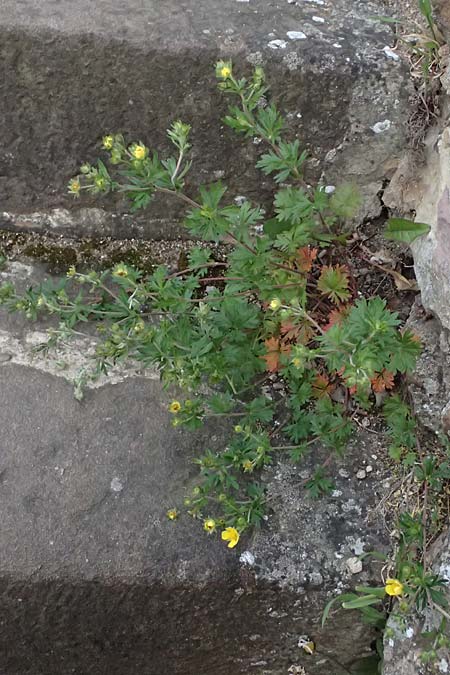 Potentilla argentea agg. \ Silber-Fingerkraut / Hoary Cinquefoil, D Neuleiningen, Burg/Castle 14.5.2026