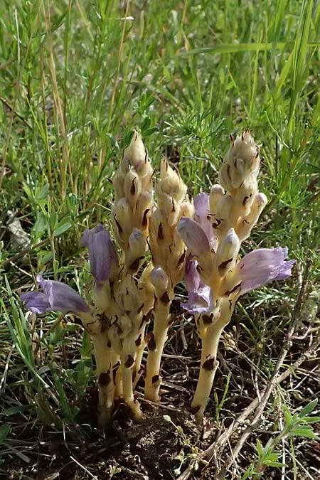 Phelipanche arenaria \ Sand-Sommerwurz / Wormwood Broomrape, D Mannheim 7.6.2026