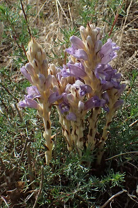 Phelipanche arenaria \ Sand-Sommerwurz / Wormwood Broomrape, D Mannheim 7.6.2026