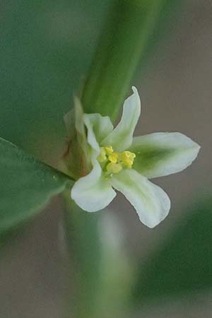 Polygonum aviculare subsp. rurivagum \ Unbest�ndiger Vogel-Kn�terich, Schmalbl�ttriger Acker-Vogelkn�terich / Cornfield Knotgrass, Narrow-Leaf Knotweed, D Mannheim 5.8.2026