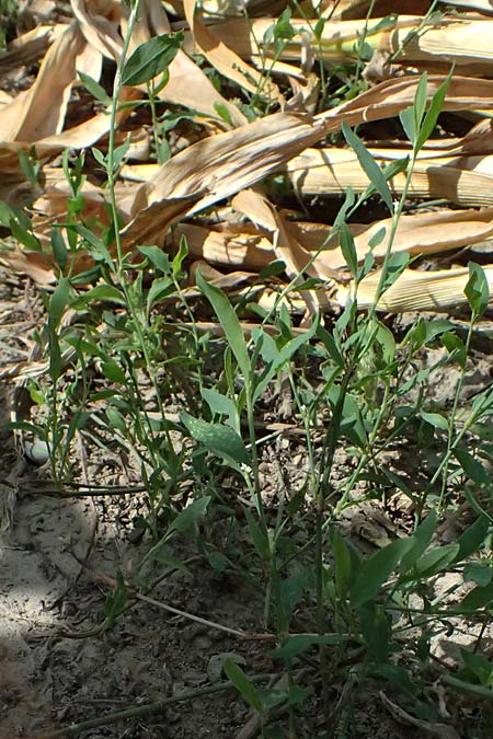 Polygonum aviculare subsp. rurivagum \ Unbest�ndiger Vogel-Kn�terich, Schmalbl�ttriger Acker-Vogelkn�terich / Cornfield Knotgrass, Narrow-Leaf Knotweed, D Mannheim 5.8.2026