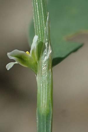Polygonum aviculare subsp. rurivagum \ Unbest�ndiger Vogel-Kn�terich, Schmalbl�ttriger Acker-Vogelkn�terich / Cornfield Knotgrass, Narrow-Leaf Knotweed, D Mannheim 5.8.2026