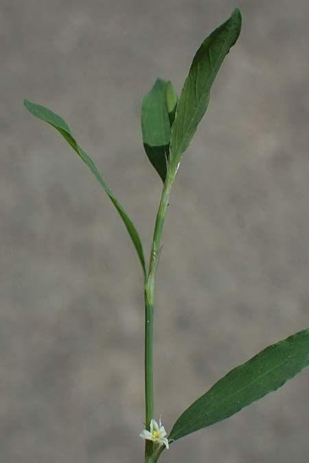 Polygonum aviculare subsp. rurivagum \ Unbest�ndiger Vogel-Kn�terich, Schmalbl�ttriger Acker-Vogelkn�terich / Cornfield Knotgrass, Narrow-Leaf Knotweed, D Mannheim 5.8.2026