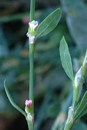Polygonum aviculare \ Echter Vogel-Kn�terich / Common Knotgrass, English Knotgrass, D Bad Breisig 30.8.2026