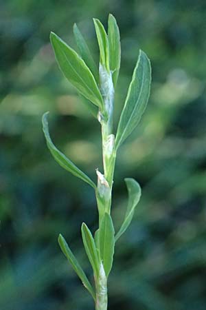 Polygonum aviculare \ Echter Vogel-Kn�terich / Common Knotgrass, English Knotgrass, D Bad Breisig 30.8.2026