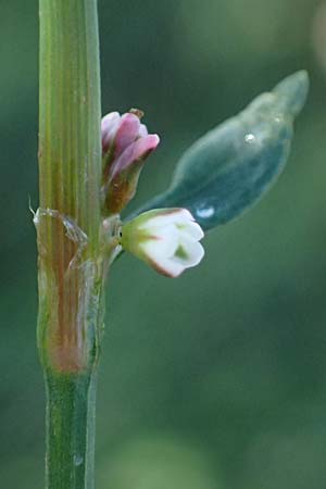 Polygonum aviculare \ Echter Vogel-Kn�terich / Common Knotgrass, English Knotgrass, D Bad Breisig 30.8.2026