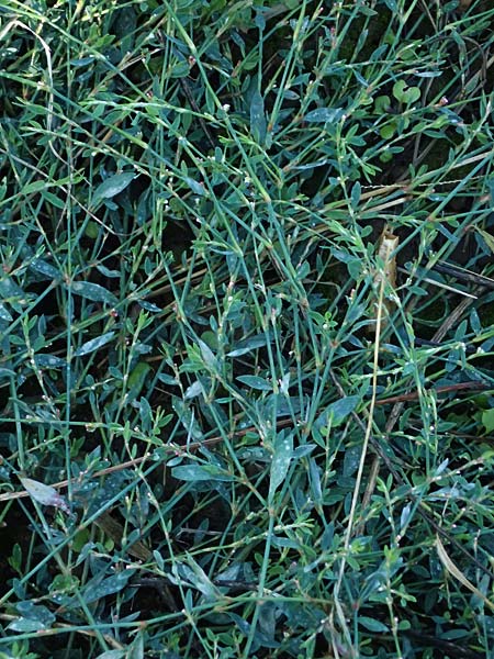 Polygonum aviculare \ Echter Vogel-Kn�terich / Common Knotgrass, English Knotgrass, D Bad Breisig 30.8.2026