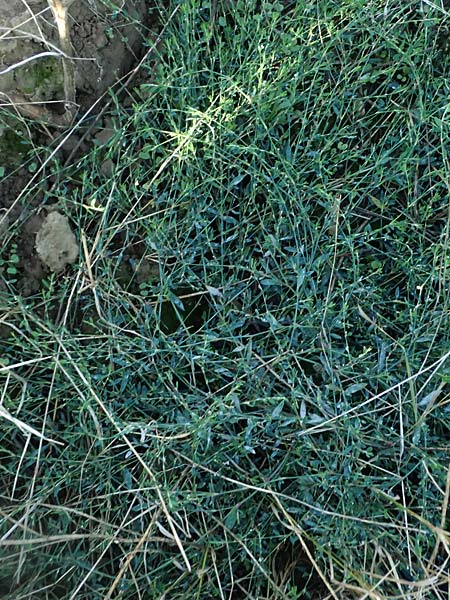Polygonum aviculare \ Echter Vogel-Kn�terich / Common Knotgrass, English Knotgrass, D Bad Breisig 30.8.2026