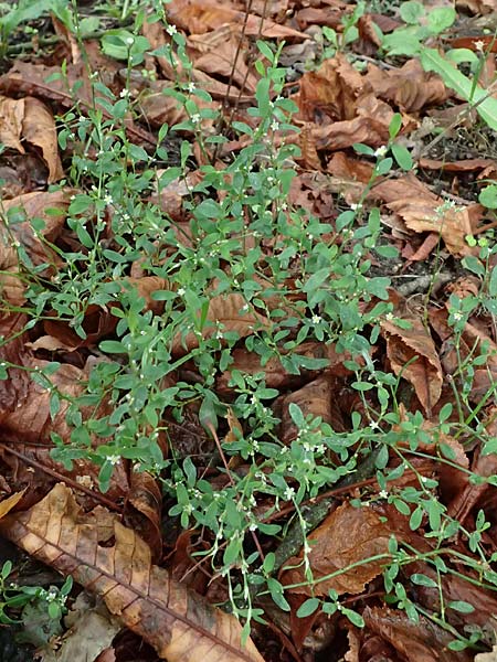 Polygonum aviculare \ Echter Vogel-Kn�terich / Common Knotgrass, English Knotgrass, D Sythen 1.9.2026