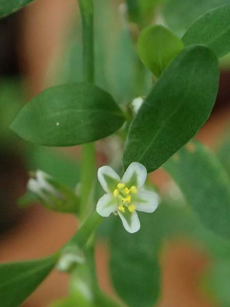 Polygonum aviculare \ Echter Vogel-Kn�terich / Common Knotgrass, English Knotgrass, D Sythen 1.9.2026