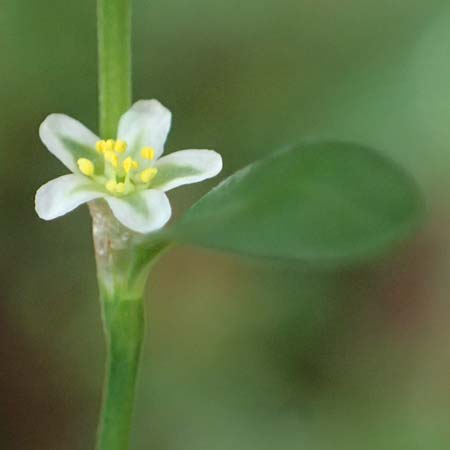 Polygonum aviculare \ Echter Vogel-Kn�terich / Common Knotgrass, English Knotgrass, D Sythen 1.9.2026