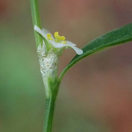 Polygonum aviculare \ Echter Vogel-Kn�terich / Common Knotgrass, English Knotgrass, D Sythen 1.9.2026