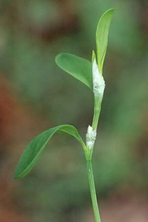 Polygonum aviculare \ Echter Vogel-Kn�terich / Common Knotgrass, English Knotgrass, D Sythen 1.9.2026