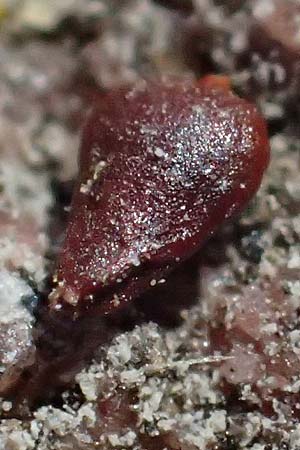 Polygonum arenastrum \ Gleichbl�ttriger Kn�terich, Trittrasen-Vogel-Kn�terich / Equal-Leaved Knotgrass, D Mannheim 10.9.2026