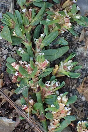 Polygonum arenastrum \ Gleichbl�ttriger Kn�terich, Trittrasen-Vogel-Kn�terich / Equal-Leaved Knotgrass, D Mannheim 10.9.2026