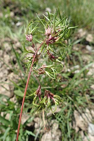 Poa alpina \ Alpen-Rispengras / Alpine Meadow Grass, D Pfronten 28.6.2016