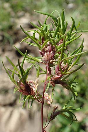 Poa alpina \ Alpen-Rispengras / Alpine Meadow Grass, D Pfronten 28.6.2016