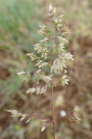 Poa bulbosa \ Knolliges Rispengras / Bulbous Meadow Grass, D Alsbach-Hähnlein 28.4.2018
