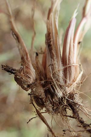 Poa bulbosa \ Knolliges Rispengras / Bulbous Meadow Grass, D Alsbach-Hähnlein 28.4.2018