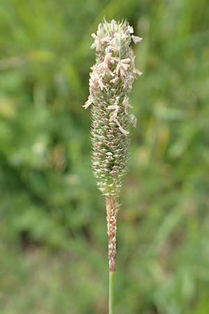 Phleum nodosum \ Knolliges Lieschgras, Bertolonis Wiesen-Lieschgras / Smaller Cat's-Tail, D Grünstadt-Asselheim 16.6.2018