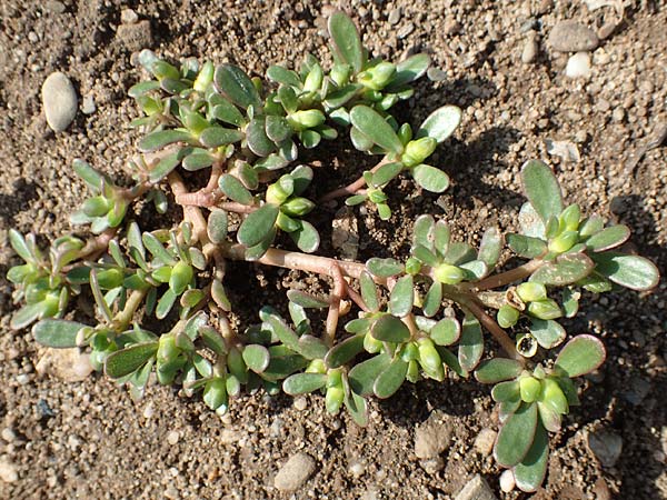Portulaca papillatostellulata \ Papillensterniger Portulak / Papillae-Stellate Purslane, D Bamberg 5.9.2018