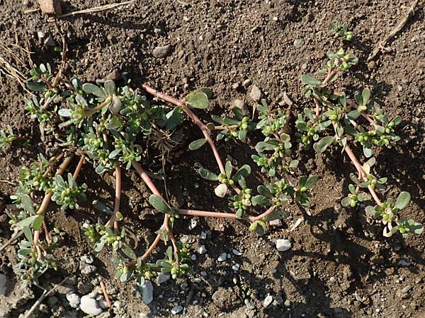 Portulaca papillatostellulata \ Papillensterniger Portulak / Papillae-Stellate Purslane, D Bamberg 5.9.2018