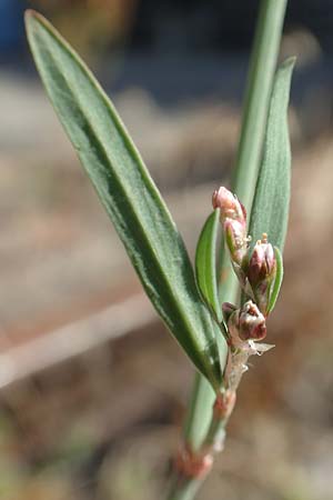 Polygonum bellardii ? \ Ungarischer Vogel-Knterich / Narrowleaf Knotgrass, Red Knotgrass, D Mannheim 15.9.2019
