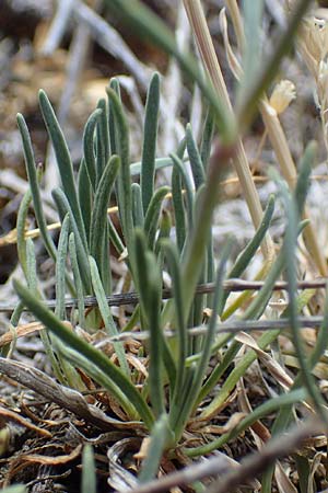 Poa badensis \ Badener Rispengras / Baden Blue Grass, D Thüringen, Hemleben 12.6.2023