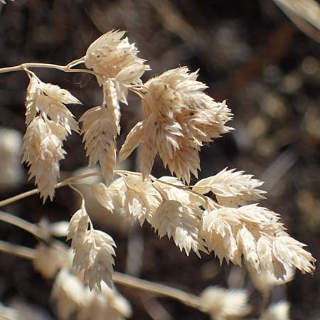 Poa badensis \ Badener Rispengras / Baden Blue Grass, D Thüringen, Bottendorf 13.6.2023