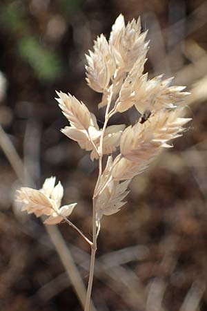 Poa badensis \ Badener Rispengras / Baden Blue Grass, D Thüringen, Bottendorf 13.6.2023