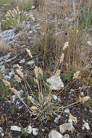 Poa badensis, Baden Blue Grass