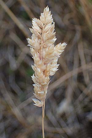 Poa badensis \ Badener Rispengras / Baden Blue Grass, D Thüringen, Heldrungen 16.6.2023