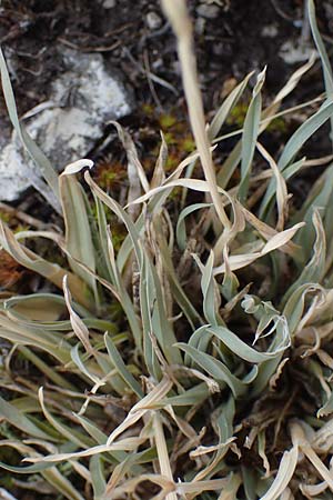 Poa badensis \ Badener Rispengras / Baden Blue Grass, D Thüringen, Heldrungen 16.6.2023