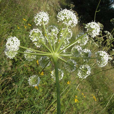 Peucedanum cervaria \ Hirschwurz-Haarstrang / Broad-Leaved Spignel, D Hemsbach 16.8.2007